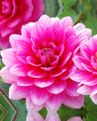 DÁLIA (GEORGÍNA) BLUESETTE 10 ks